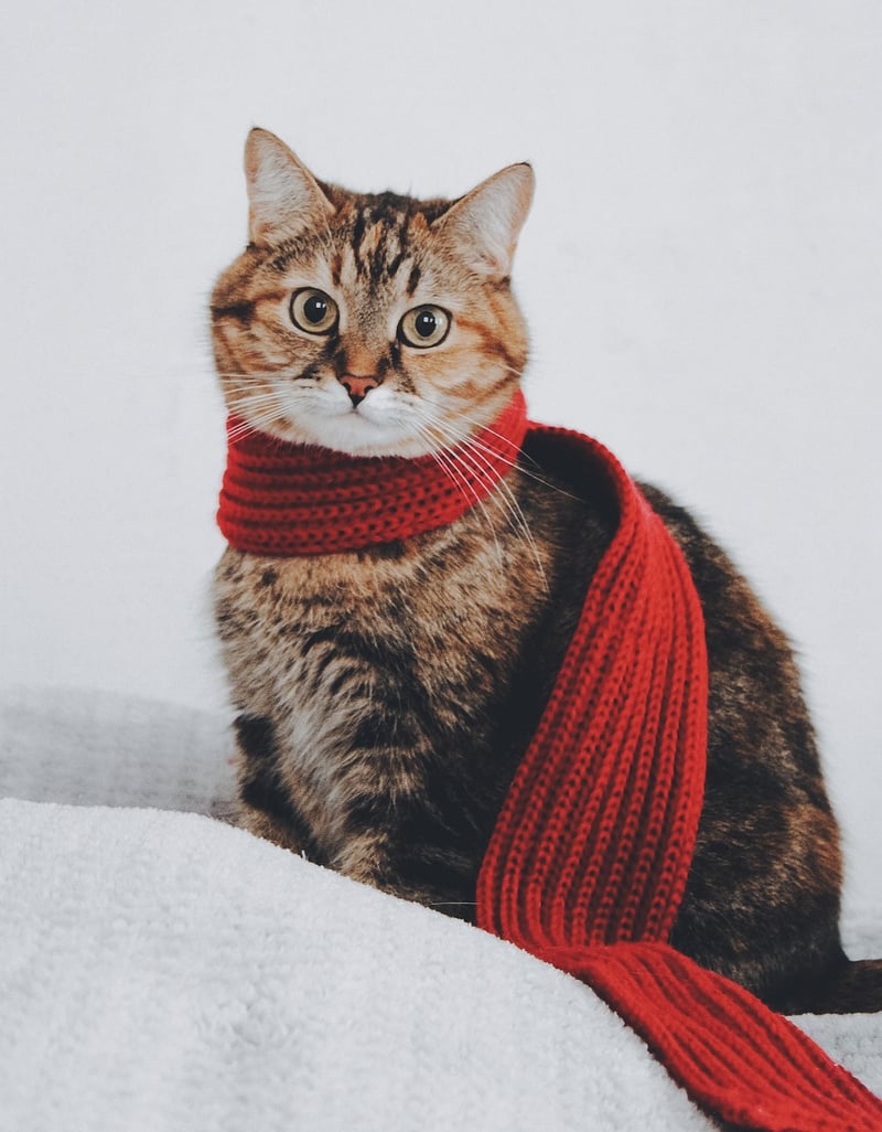 DIY Fashion